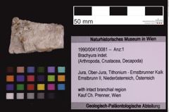 Foto (Objekt + Etiketten) von Brachyura indet. (NHMW-GEO-1990-0041-0081)